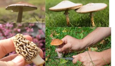 Common Mushrooms in Oklahoma